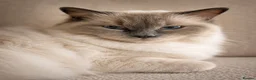 Ragdoll cats for sale: Beautiful ragdoll kittens ready to reserve.    - Advert 19