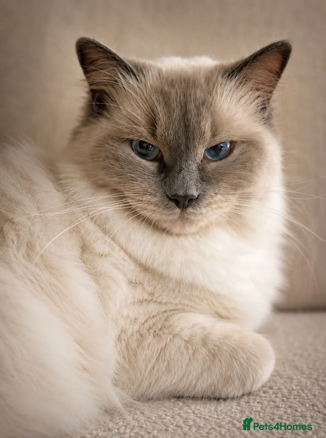 Ragdoll cats for sale: Beautiful ragdoll kittens ready to reserve.    - Advert 19