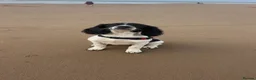 English Springer Spaniel dogs for sale: Beautiful 10 month old springer spaniel Izzy - Advert 3