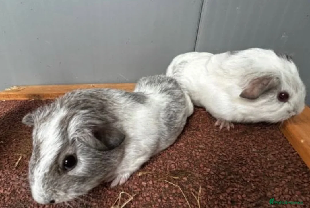 Guinea Pig rodents for sale: Guinea pig babies  - Advert 4