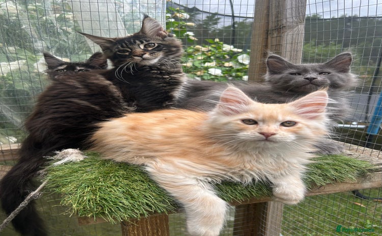 Maine Coon cats - Advert 3