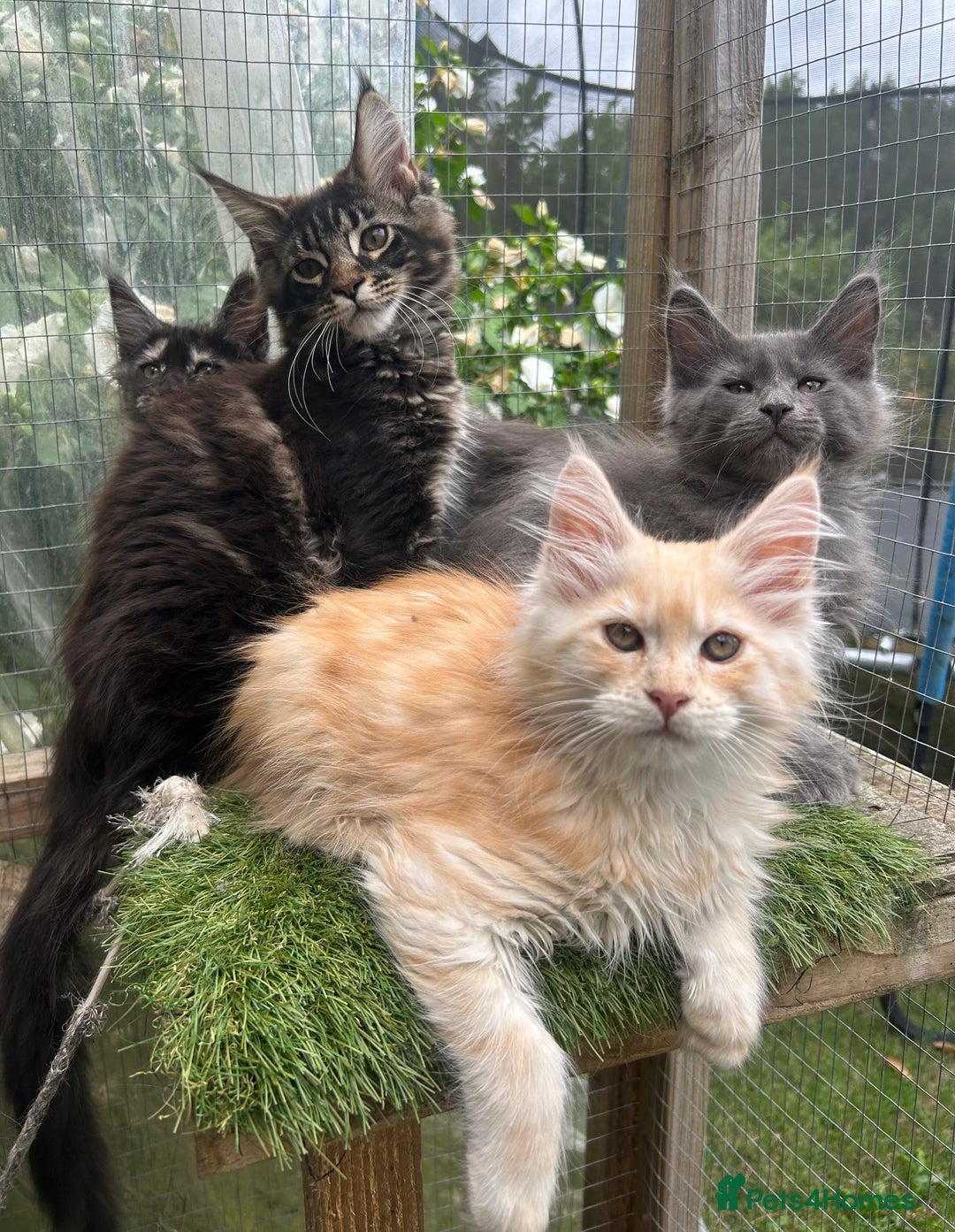 Maine Coon cats for sale: 🔥 TICA Maine coon kittens 🔥  READY NOW 💕💕 - Image 1