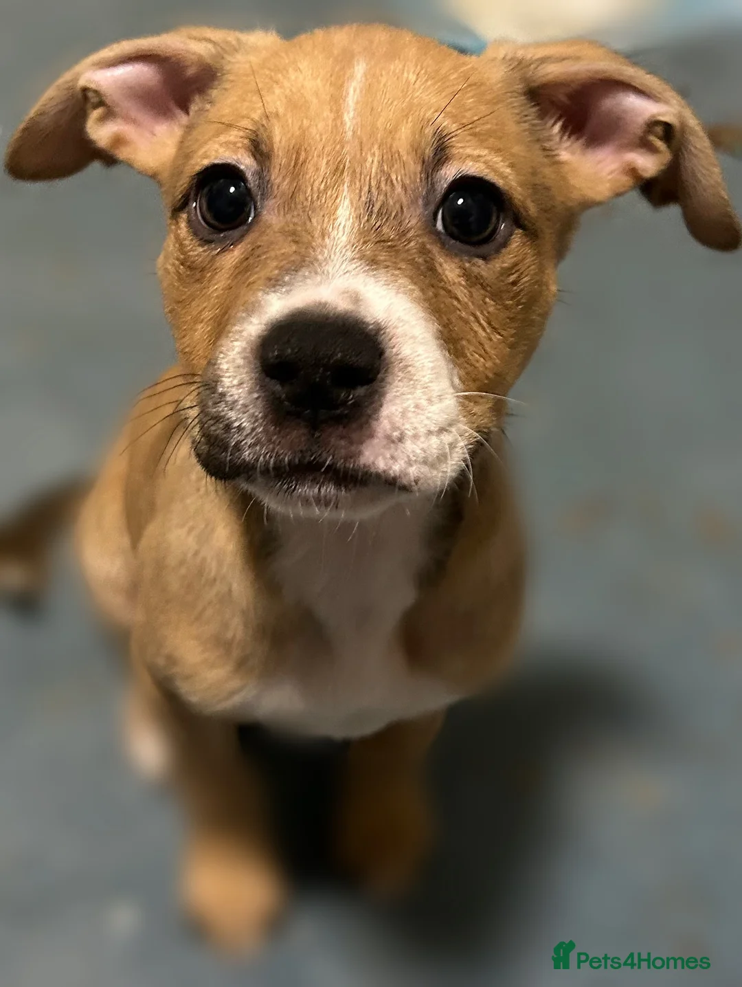 Mixed Breed dogs for sale: Classic Bully Pups. in Manchester - Advert 4