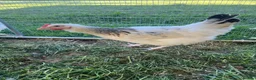 Chickens poultry for sale: Point of lay hybrid pullets (hens) - Advert 5