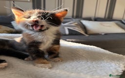 British Shorthair cats for sale: One boy and one girl ready - Image 15