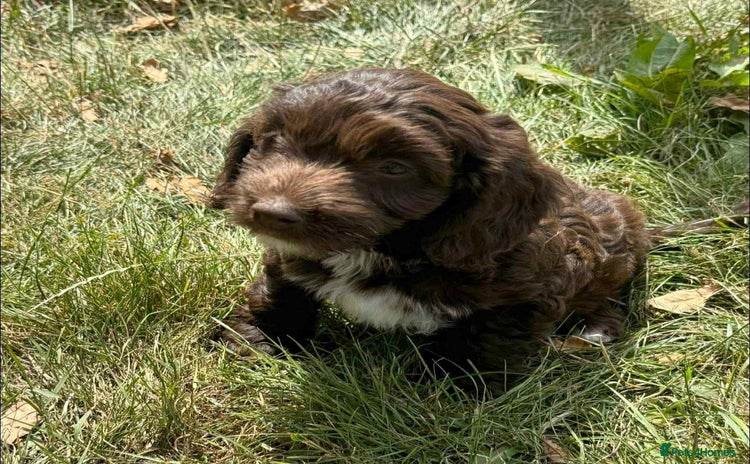 Mixed Breed dogs - Advert 5