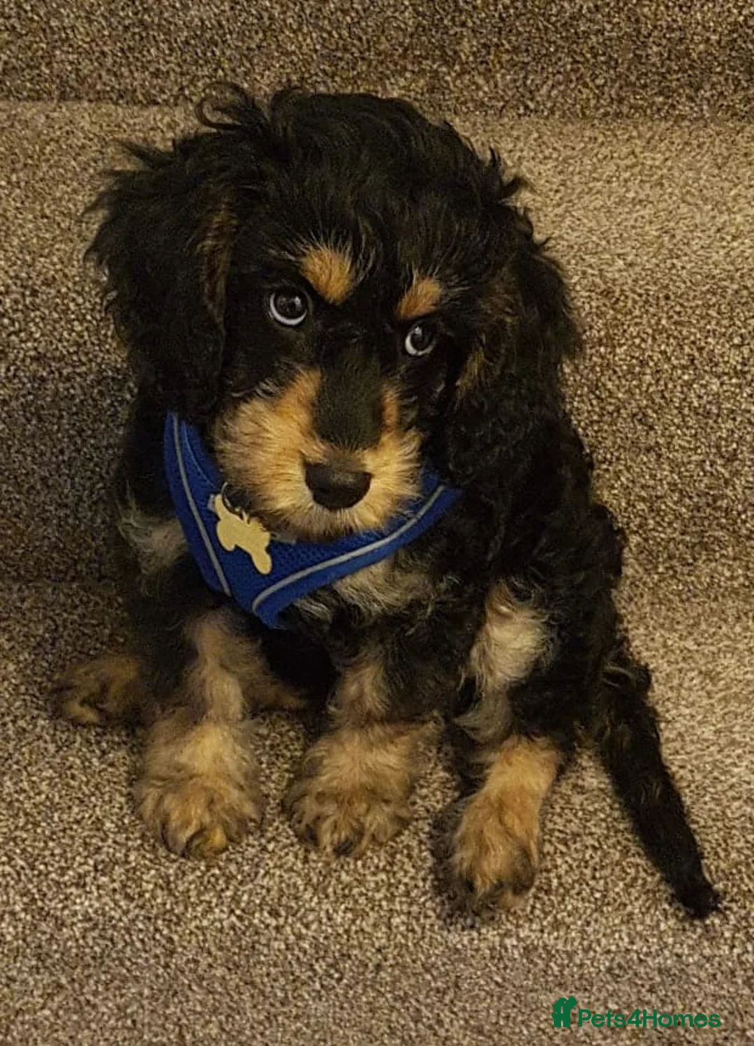 Gallery Image {{count}}