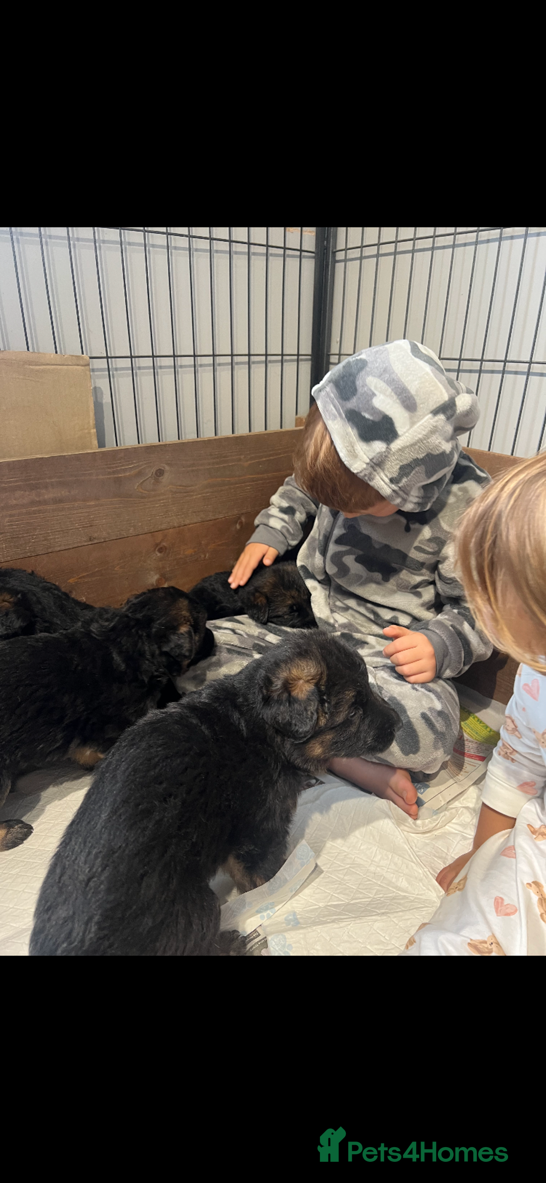 German Shepherd dogs for sale: Gorgeous German shepherd puppies - Image 8