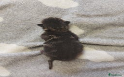 Mixed Breed cats for sale: 4 beautiful kittens - Image 6