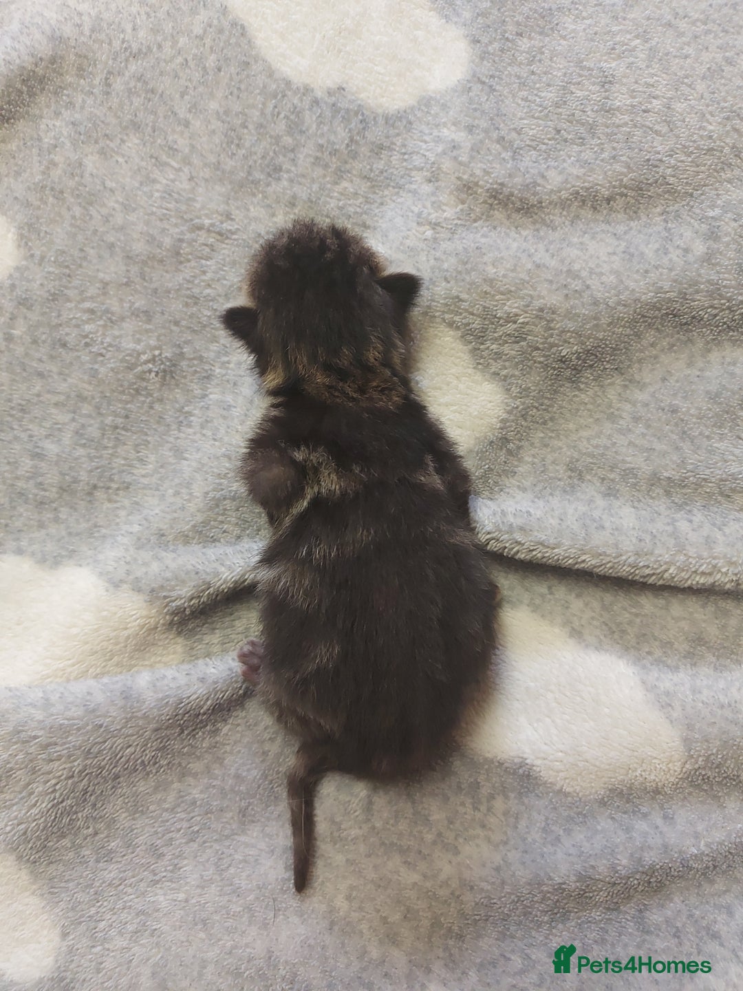 Mixed Breed cats for sale: 4 beautiful kittens - Image 6