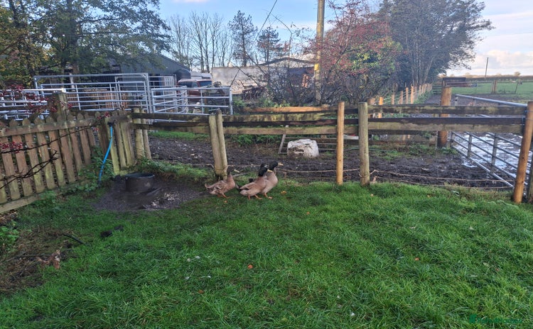 Ducks poultry - Advert 1