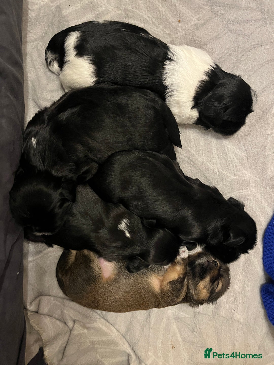 Lhasa Apso dogs for sale: Lhasa Apso Male Puppies for Sale  - Advert 6
