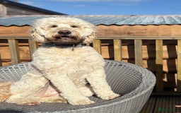 Goldendoodle dogs for sale: 🐶🐾🐶AUSTRALIAN DOUBLE DOODLE PUPPIES🐶🐾🐶 - Image 4