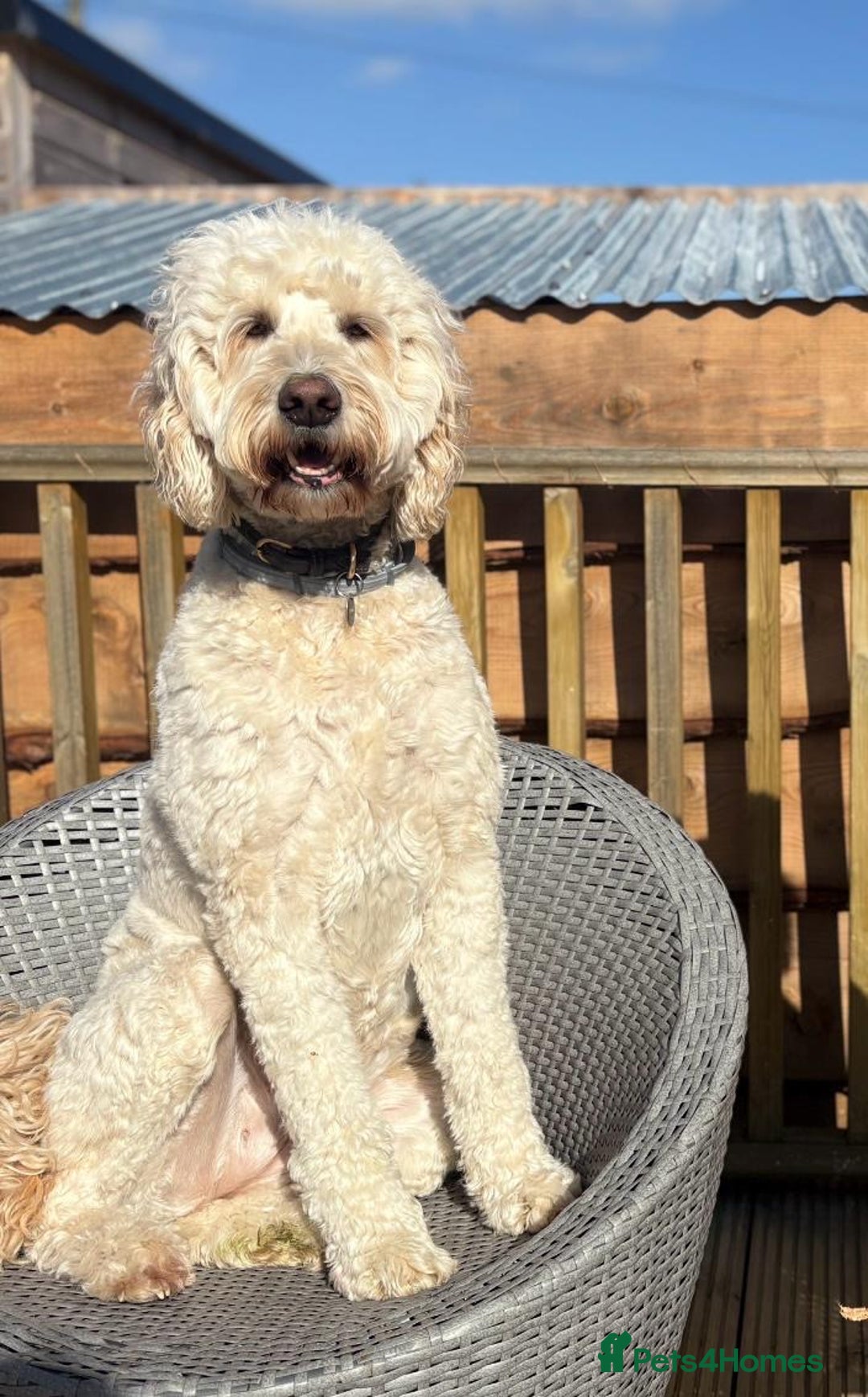 Goldendoodle dogs for sale: 🐶🐾🐶AUSTRALIAN DOUBLE DOODLE PUPPIES🐶🐾🐶 - Image 4