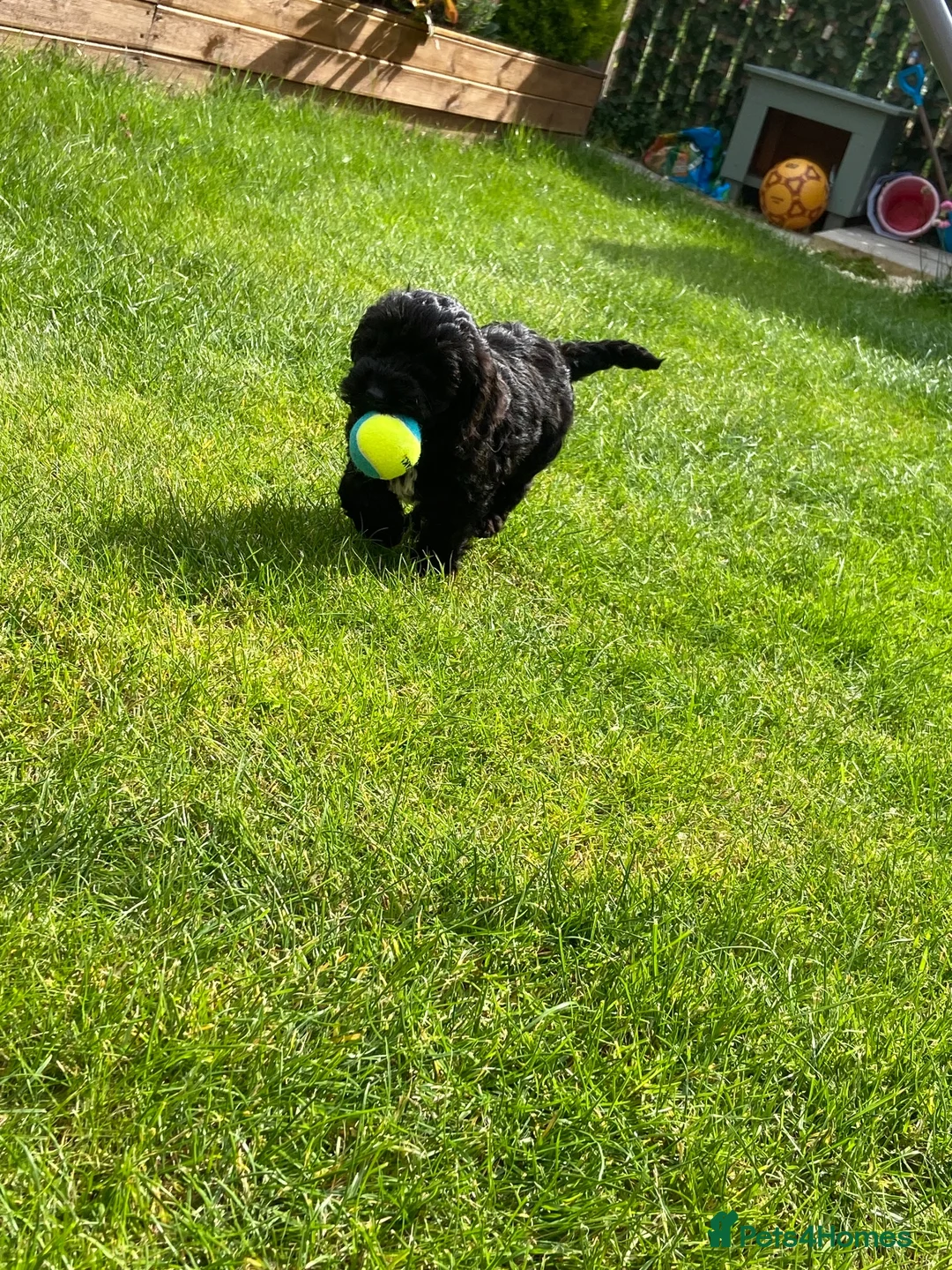 Cockapoo dogs for sale: Cockapoo for sale - Advert 4