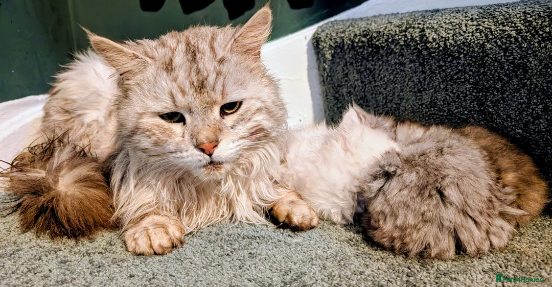 Maine Coon cats for sale: 5 beautiful pure bred Maine coons *3 BOYS LEFT - Advert 2