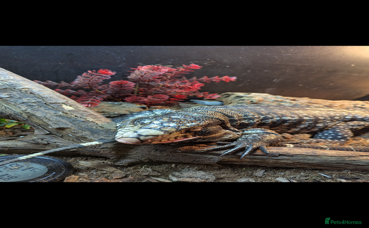 Lizard reptiles - Advert 1