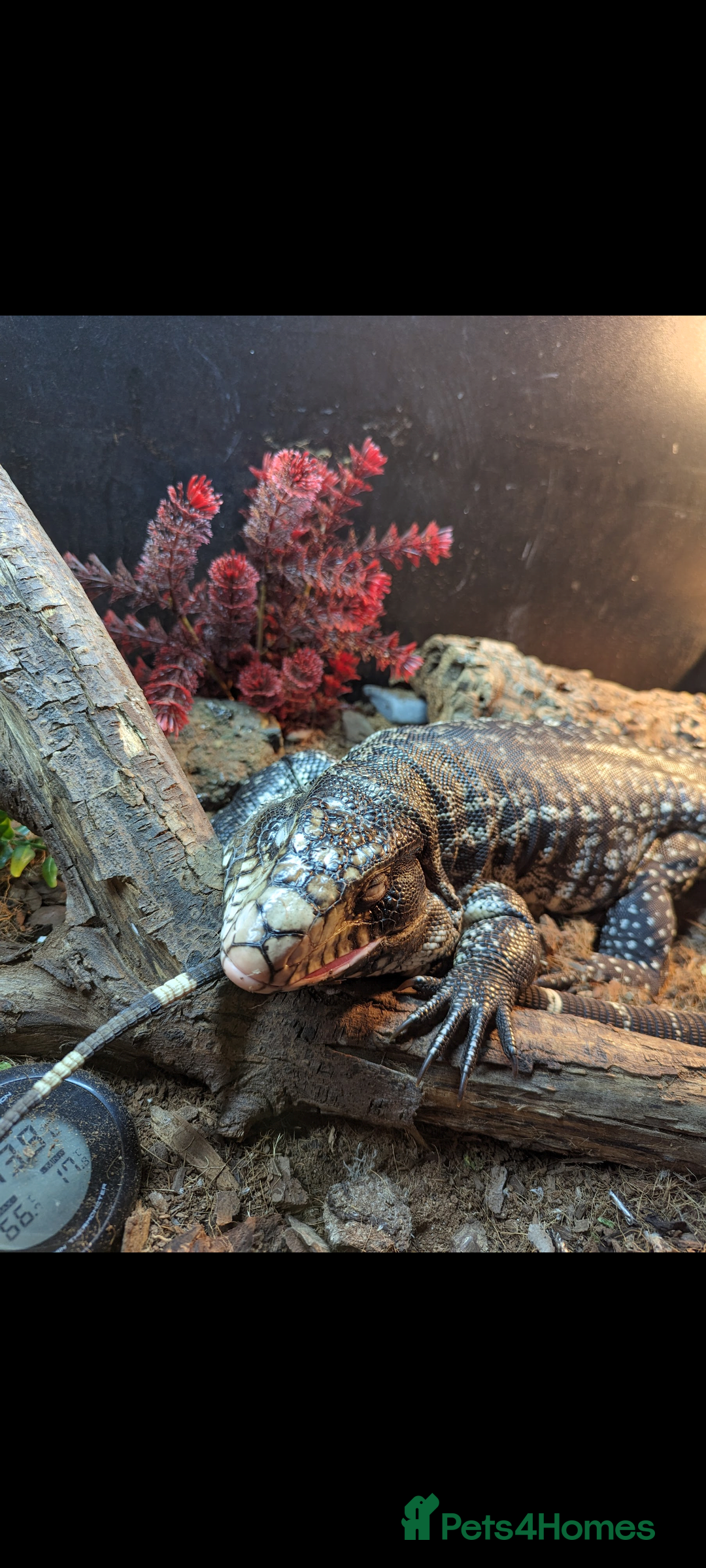 Lizard reptiles for sale: Friendly Tegu & Full Setup - Image 1