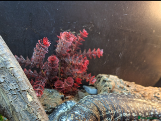 Lizard reptiles - Advert 14