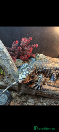 Lizard reptiles - Advert 1