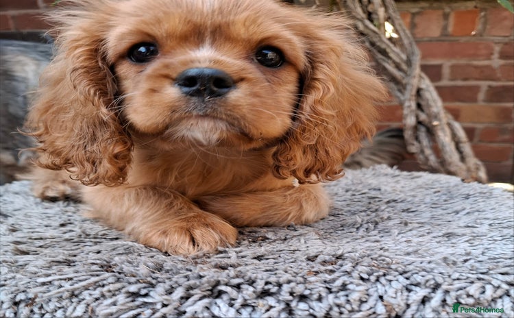 Cavalier King Charles Spaniel dogs - Advert 4