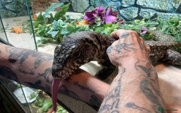 Lizard reptiles for sale: Stunning black and white tegu female - Image 3