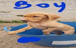 Labrador Retriever dogs for sale: Labrador Fox Red - Image 24
