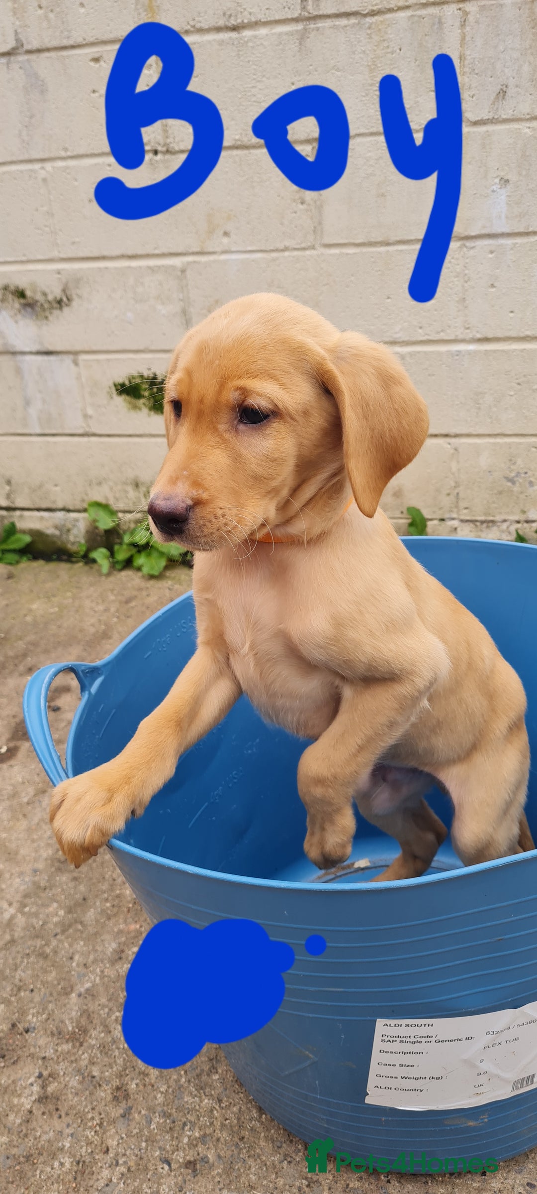 Labrador Retriever dogs for sale: Labrador Fox Red - Image 24