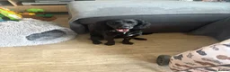 Mixed Breed dogs for sale: Lovely girl puppy cocker spaniel cross patterdale - Advert 2