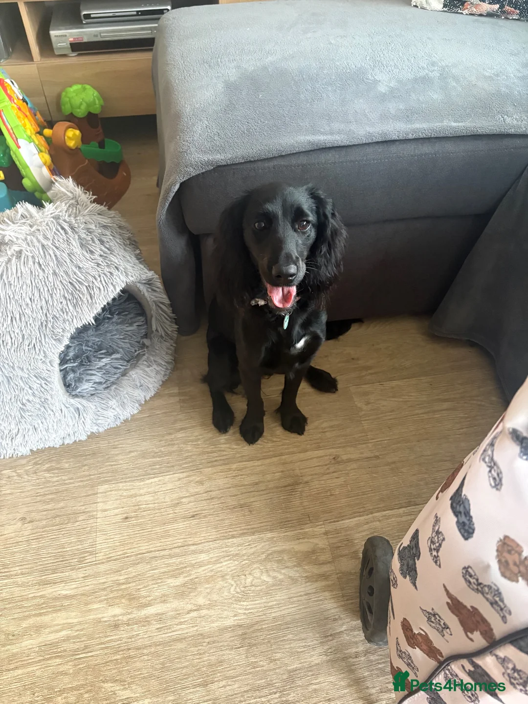 Mixed Breed dogs for sale: Lovely girl puppy cocker spaniel cross patterdale - Advert 2