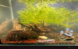 Shrimps fish for sale: Juvenile Red Cherry Shrimp 🦐  - Image 2