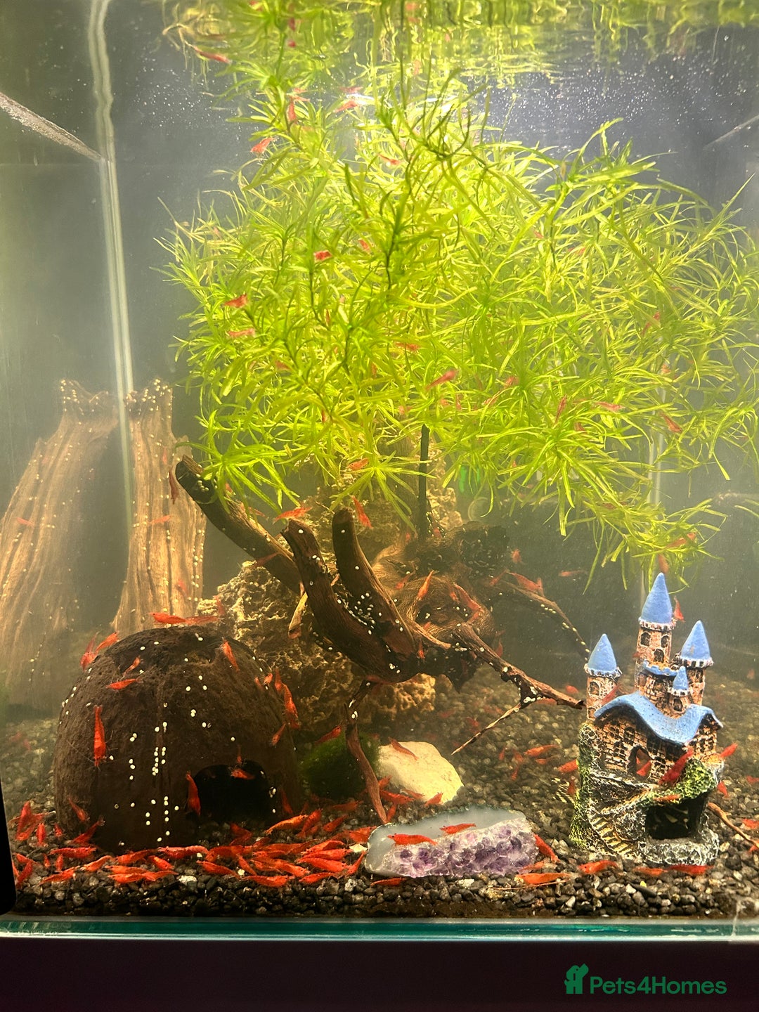 Shrimps fish for sale: Juvenile Red Cherry Shrimp 🦐  - Image 2