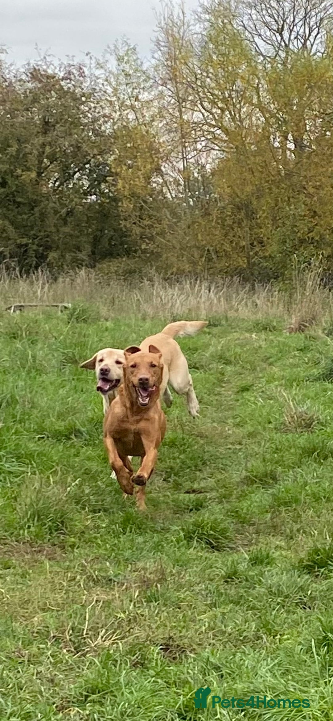Labrador Retriever dogs for sale: Yellow RKC Reg Labrador puppies🐾💛 - Advert 3