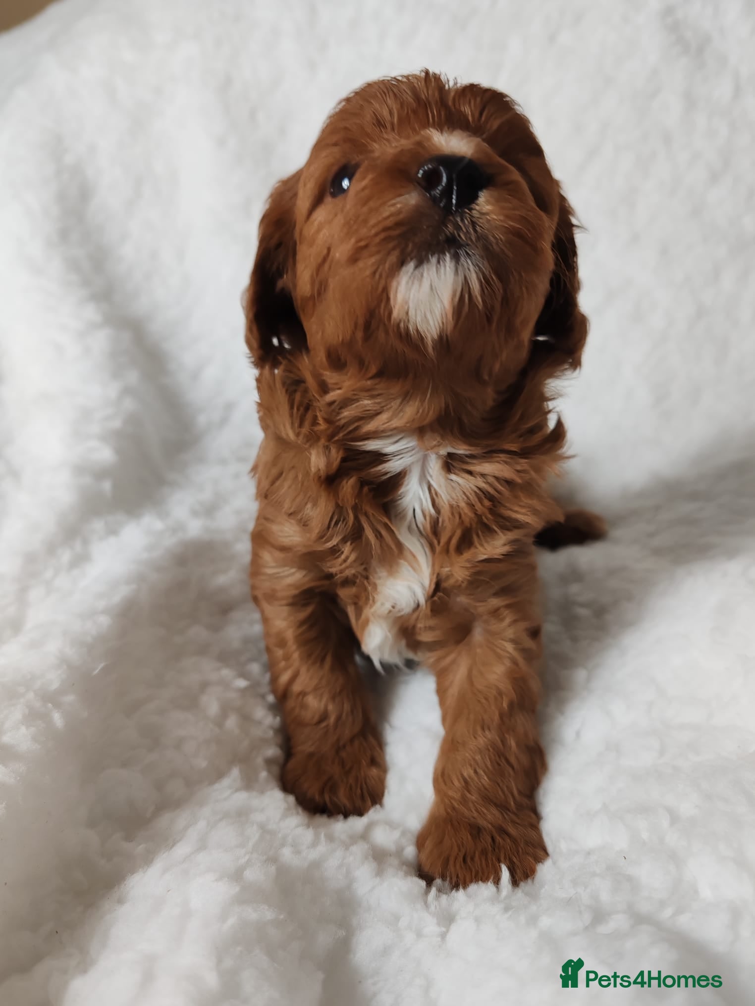 Cavapoo dogs F1 Cavapoo - Advert 11