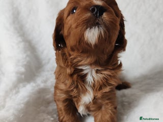 Cavapoo dogs F1 Cavapoo - Advert 10