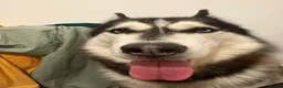 Siberian Husky dogs for stud: Siberian husky for stud in Edinburgh - Advert 7
