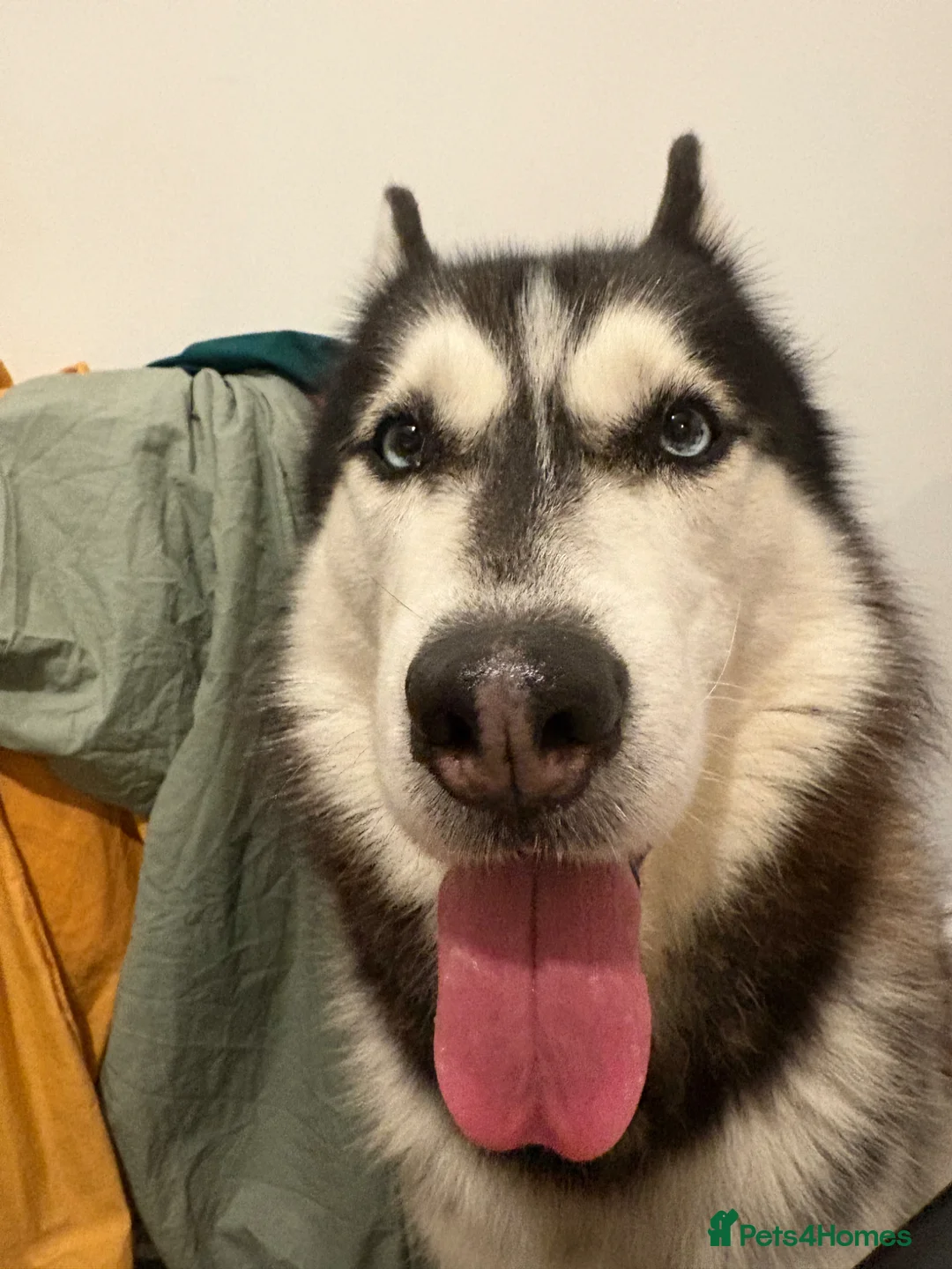 Siberian Husky dogs for stud: Siberian husky for stud in Edinburgh - Advert 7