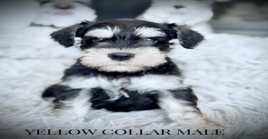 Miniature Schnauzer dogs - Advert 16