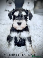 Miniature Schnauzer dogs - Advert 13
