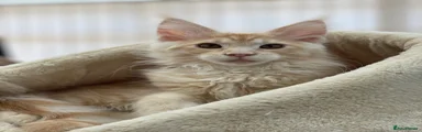 Maine Coon 4
