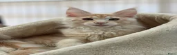 Maine Coon cats for sale: Monarch Maine coons kittens - Advert 11