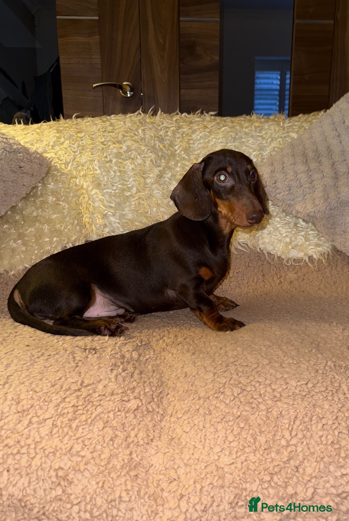 Miniature Dachshund dogs 🩷💙Stunning Mini Dachshund Boy 💙 - Advert 5