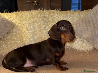 Miniature Dachshund dogs 🩷💙Stunning Mini Dachshund Boy 💙 - Advert 1