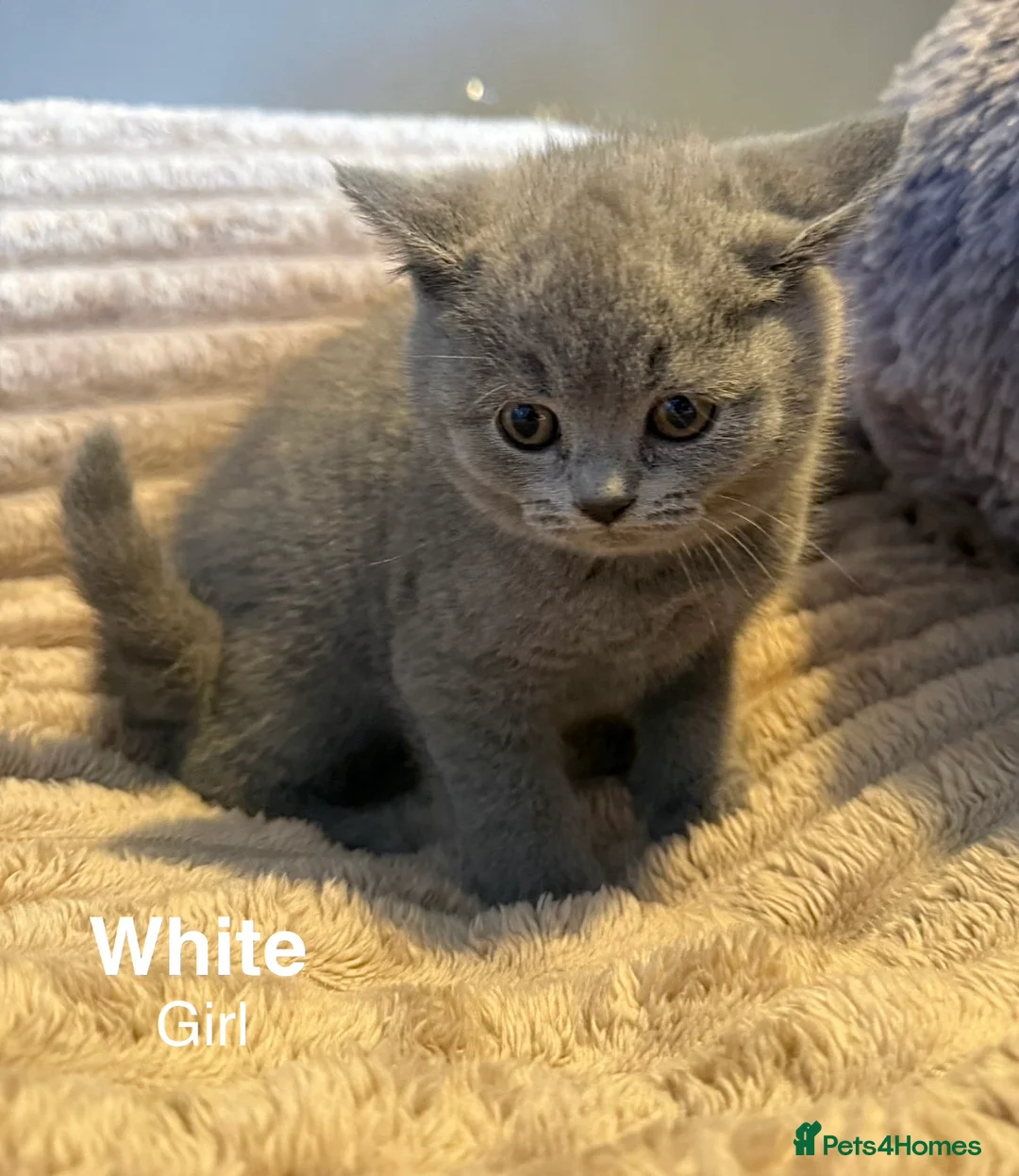 British Shorthair cats for sale: Blue British shorthair kittens  in Sleaford - Advert 2