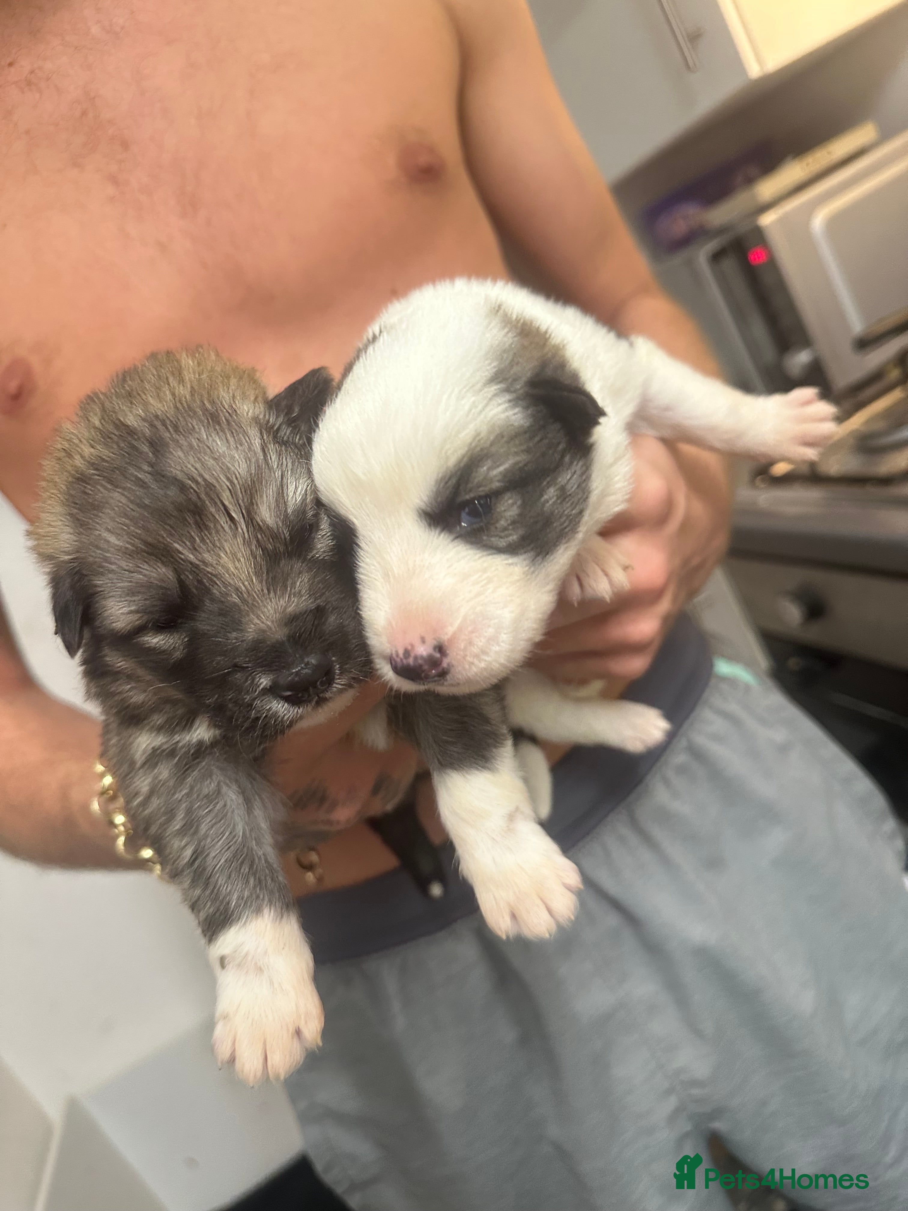 Shepsky dogs German Shepherd x Husky SHEPSKY - Advert 5