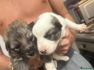 Shepsky dogs German Shepherd x Husky SHEPSKY - Advert 5