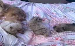 Pomchi dogs for sale: 3/4pom1/4chi PUPS now REDUCED ready in two weeks  - Advert 1