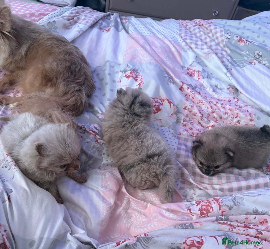 Pomchi dogs for sale: 3/4pom1/4chi PUPS now REDUCED ready in two weeks  - Advert 1