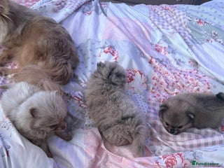 Pomchi dogs for sale: 3/4pom1/4chi PUPS now REDUCED ready in two weeks - Advert 1