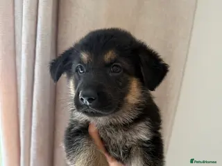 German Shepherd dogs German Shepherd Puppies - Advert 12